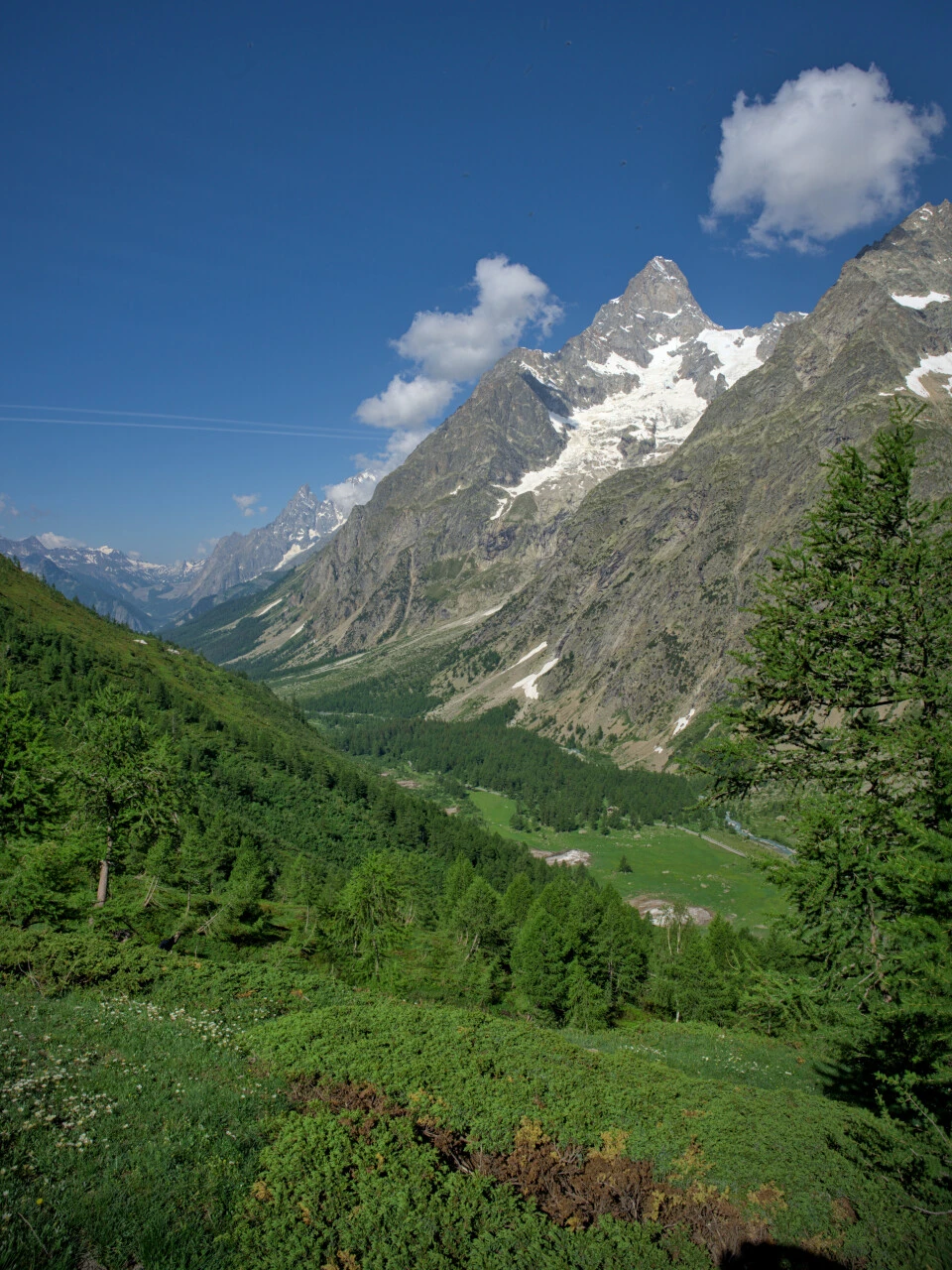 Bosco di larici e guglie del Monte Bianco sul sentiero verso il Rifugio Bertone